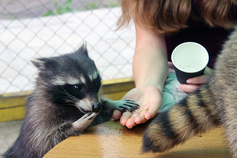 Екскурсія у Дім Єнота - це завжди хороша ідея. Фото: section.in.ua