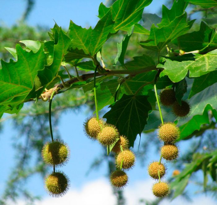 Фото: rastenievod.com/platan.