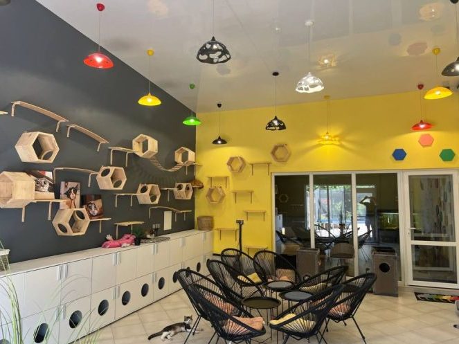 У Домівці врятованих тварин з’явився котобудиночок