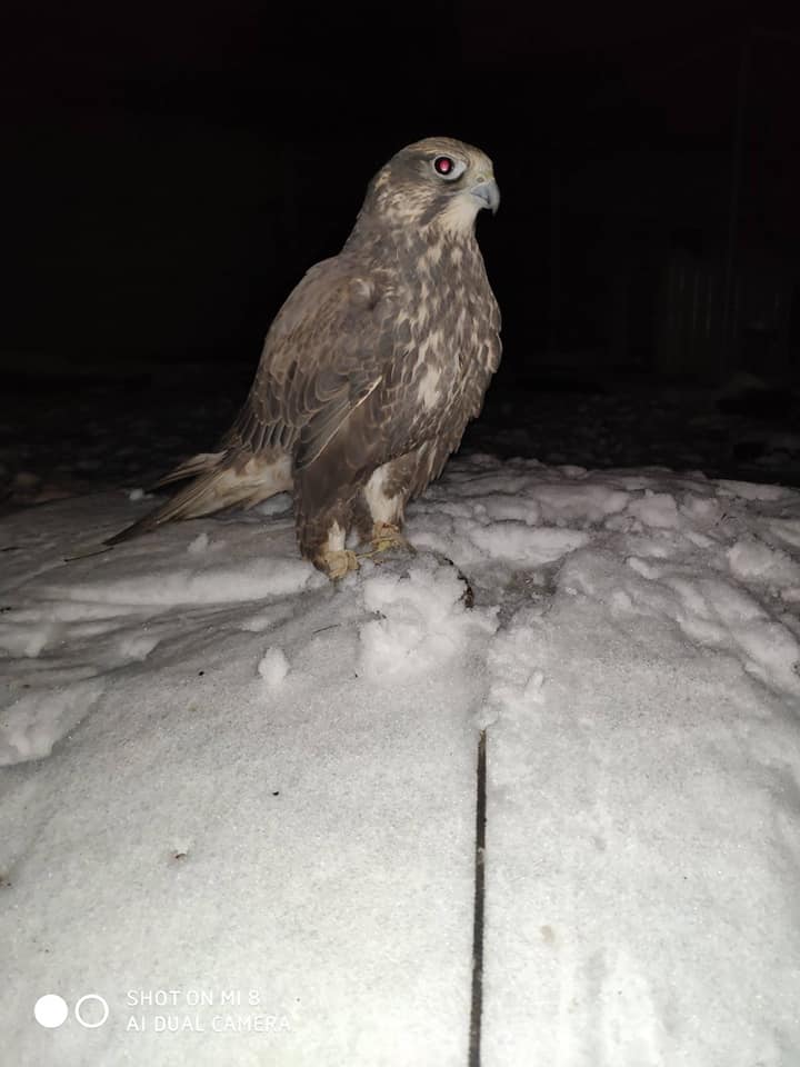 У Львові розшукують дикого птаха, який утік із реабілітації. Фото: Ірина Беднарчик.