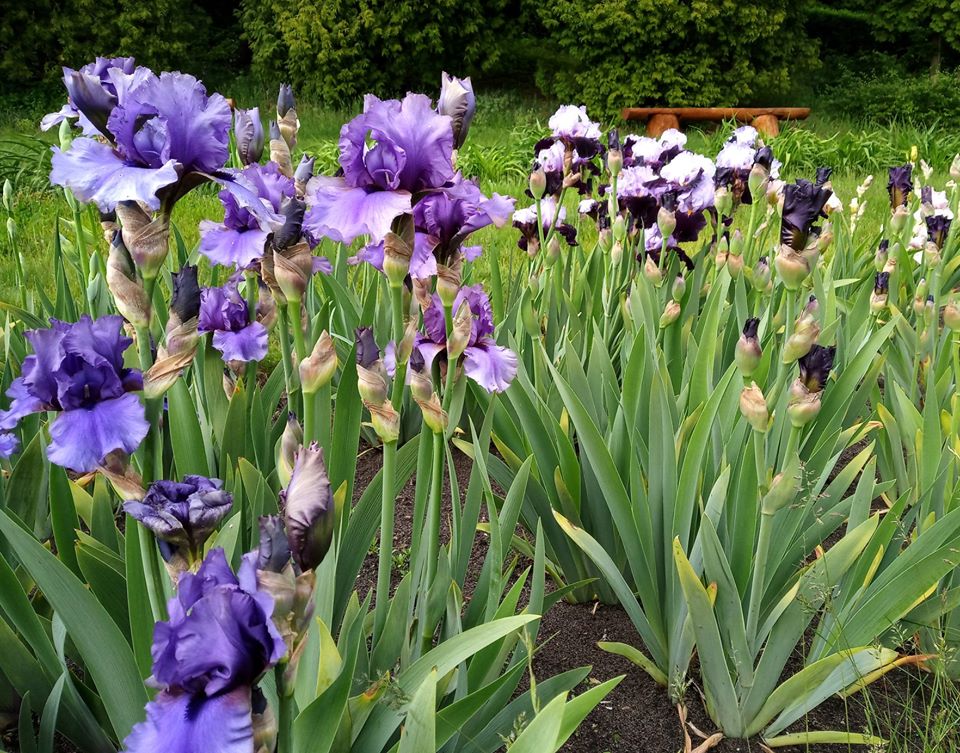 Квіти богині веселки: у львівському ботсаду зацвіли іриси. Фото: Ботанічний сад ЛНУ ім.І.Франка. 