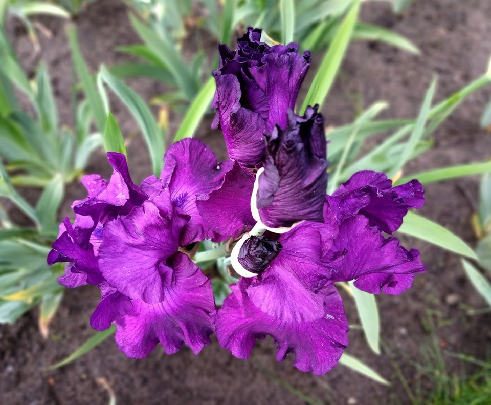 Іриси у Львові. Фото: Ботанічний сад ЛНУ ім.І.Франка.