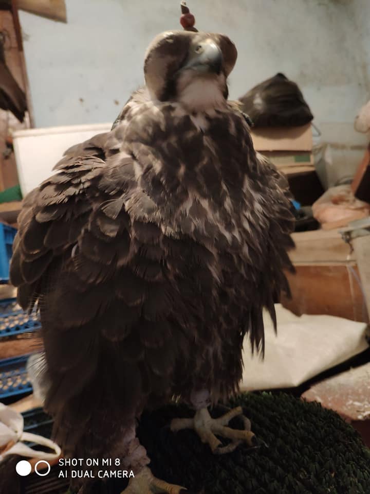 У Львові розшукують дикого птаха, який утік із реабілітації. Фото: Ірина Беднарчик.