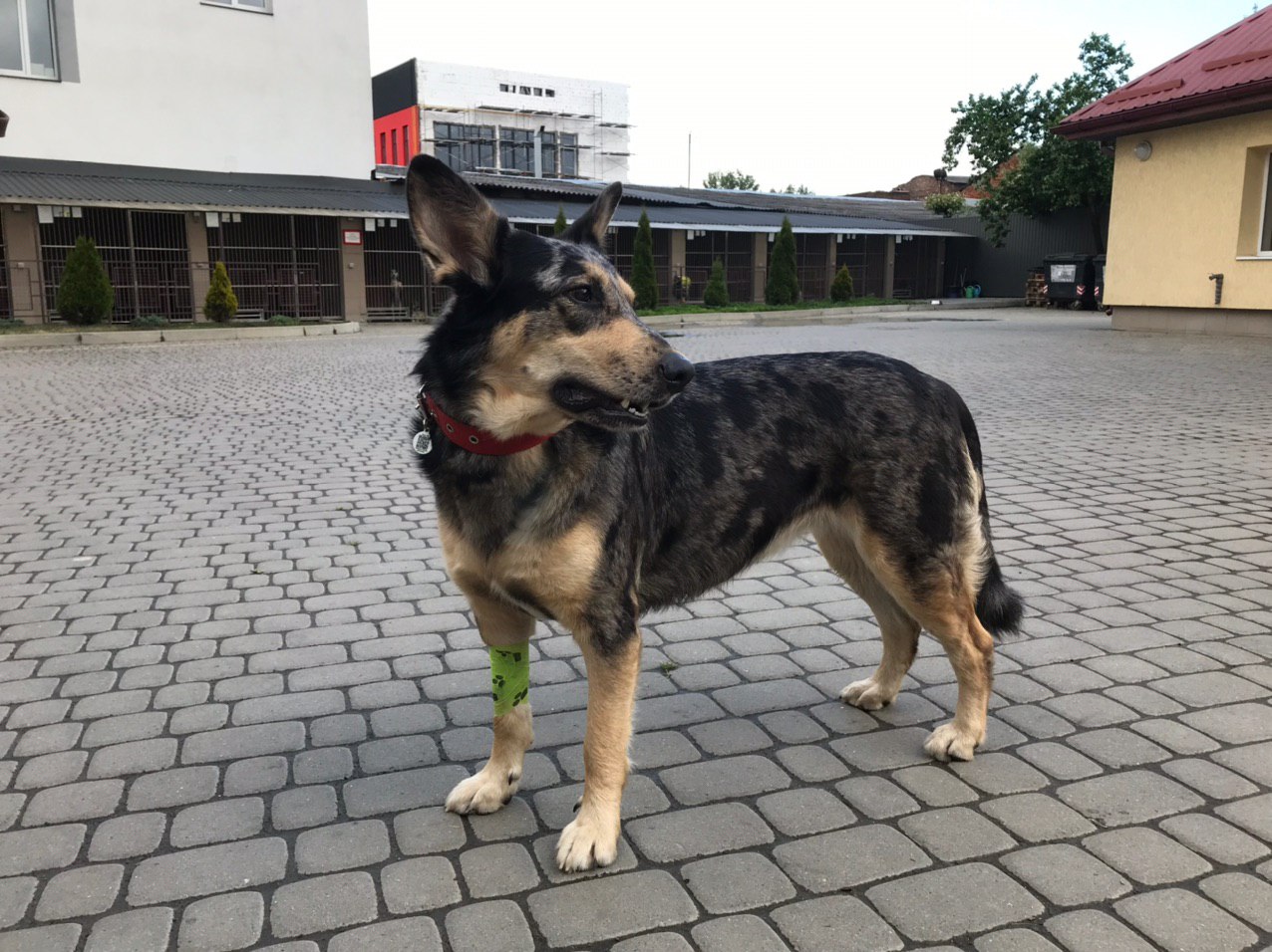 Собака-донор. Фото: ЛКП "Лев".