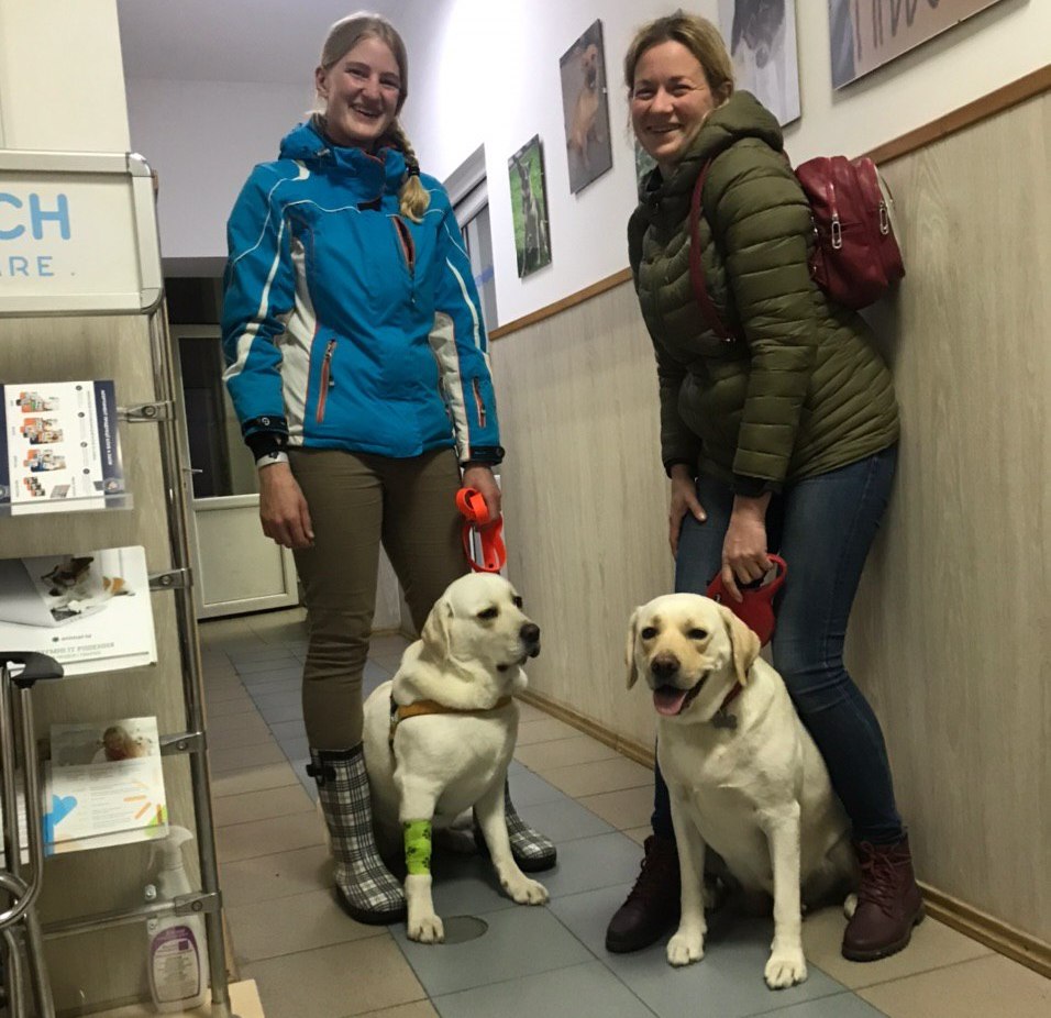 Львівські собаки-донори крові. Фото: ЛКП "Лев".