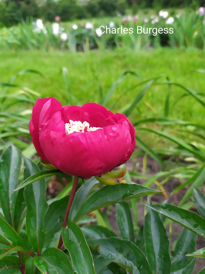 У львівському ботсаду заквітли півонії. Фото: ЛНУ ім. Івана Франка.