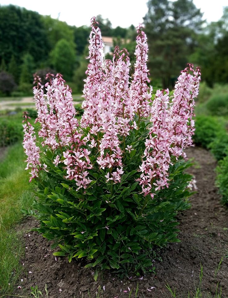 Ясенець білий згадується в одній із біблійних легенд, як загадковий кущ, що горів, але не згорав. Фото: Ботанічний сад ЛНУ ім.І.Франка.