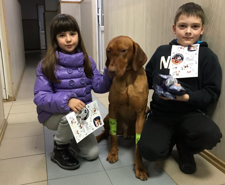 Собака-донор. Фото: ЛКП "Лев".