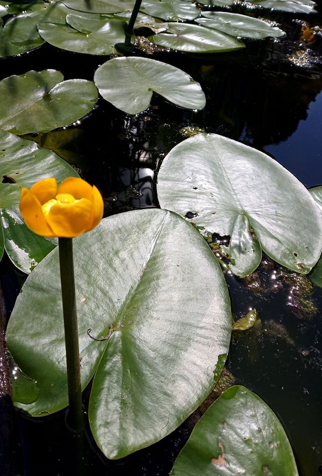 Глечики жовті здавна використовували для лікування багатьох хвороб. Фото: Ботанічний сад ЛНУ ім.І.Франка. 