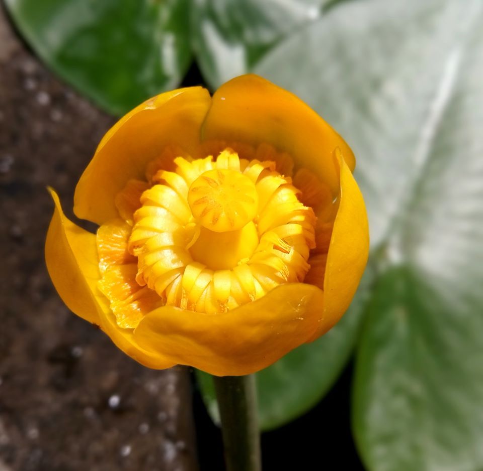 У народі їх називають &laquo;русалчиною квіткою&raquo;, &laquo;жовтою водяною лілією&raquo;, &laquo;жовтою маківкою&raquo;, &laquo;бабкою&raquo;, &laquo;збанком&raquo;. Ботанічний сад ЛНУ ім.І.Франка.