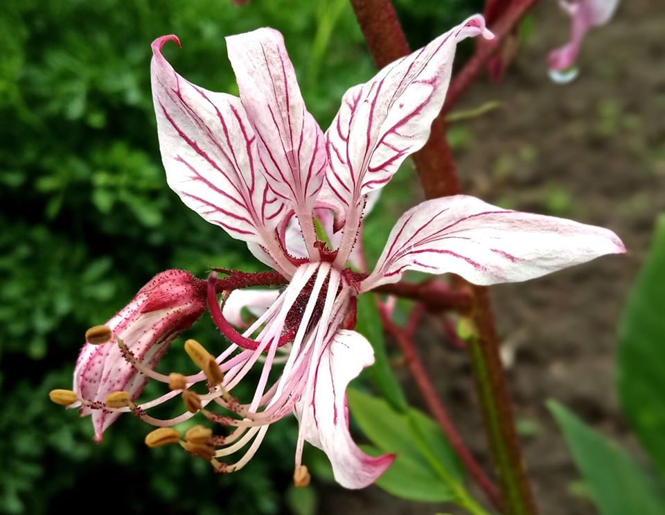 E Львові зацвів неймовірно гарний, але небезпечний кущ. Фото: Ботанічний сад ЛНУ ім.І.Франка.