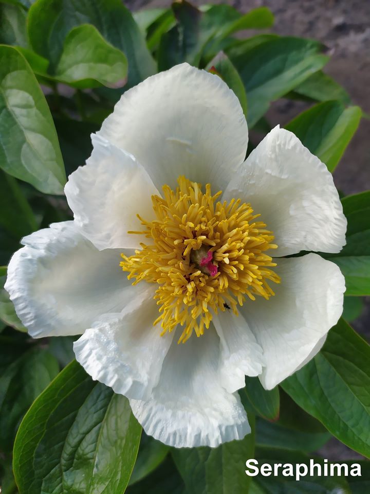 У львівському ботсаду заквітли півонії. Фото: ЛНУ ім. Івана Франка.