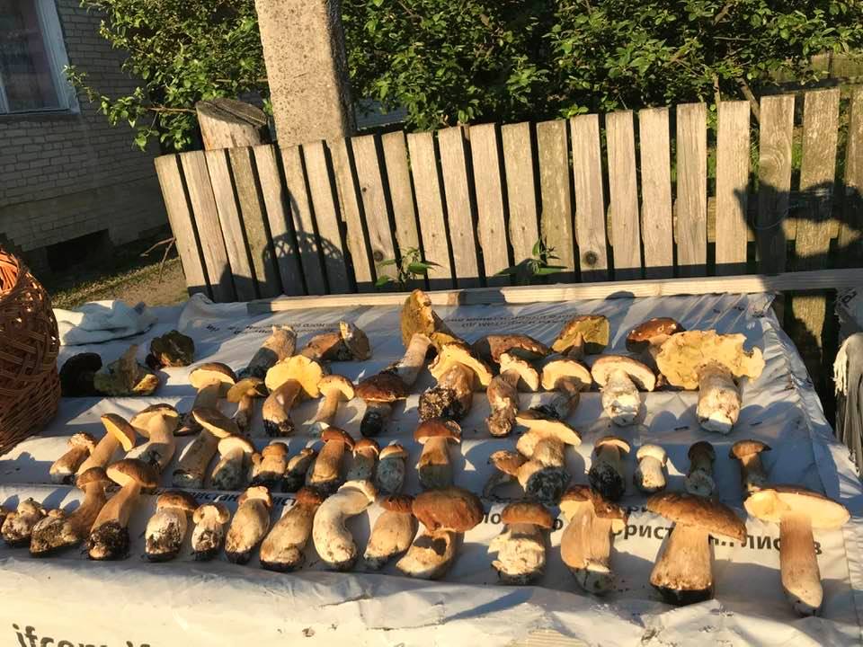 На Львівщині стартував сезон білих грибів. Фото: Мар'ян Лозинський.