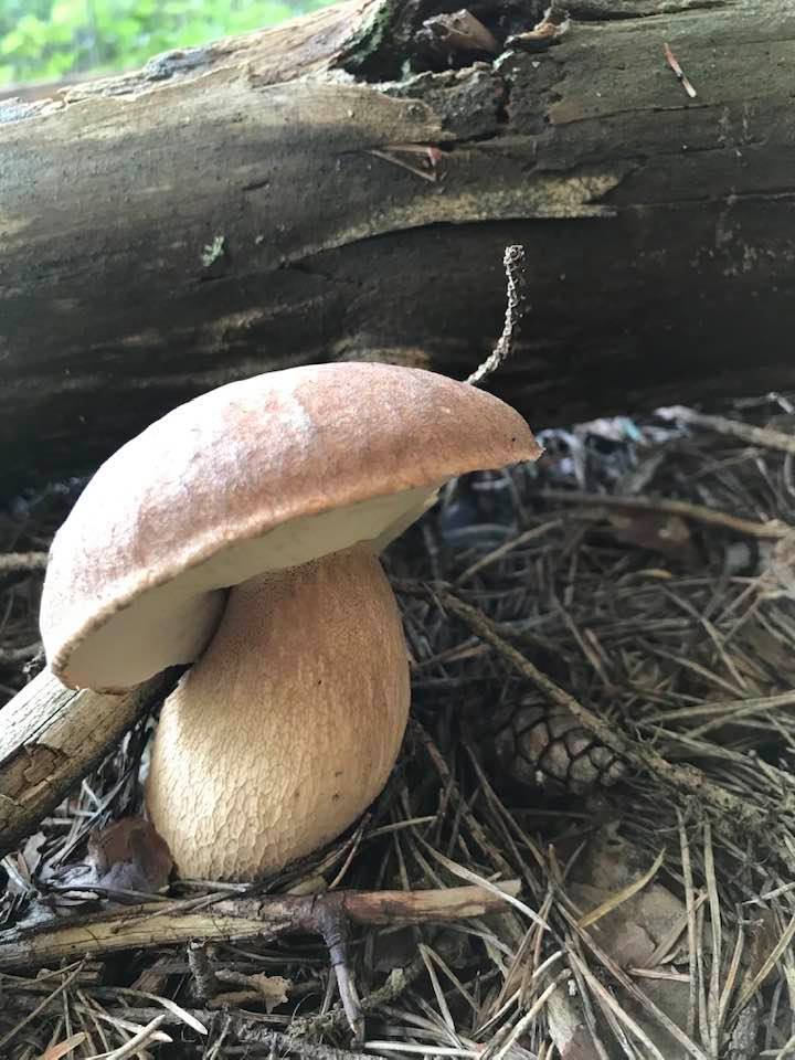 На Львівщині стартував сезон білих грибів. Фото: Мар'ян Лозинський.