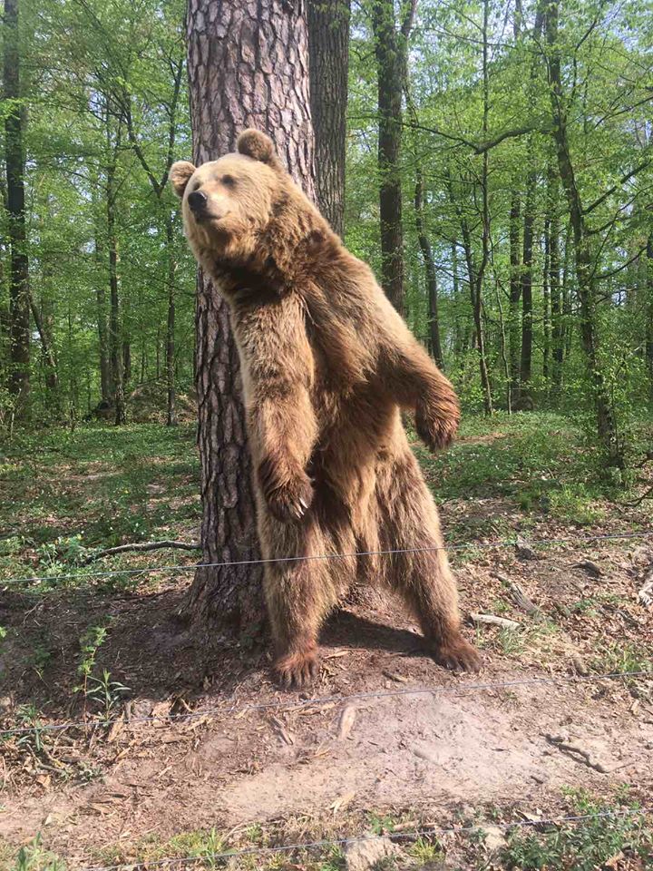 Страви на вогні та медові пряники: львів’ян кличуть на День Незалежності у ведмежий притулок . Фото: Домажир.
