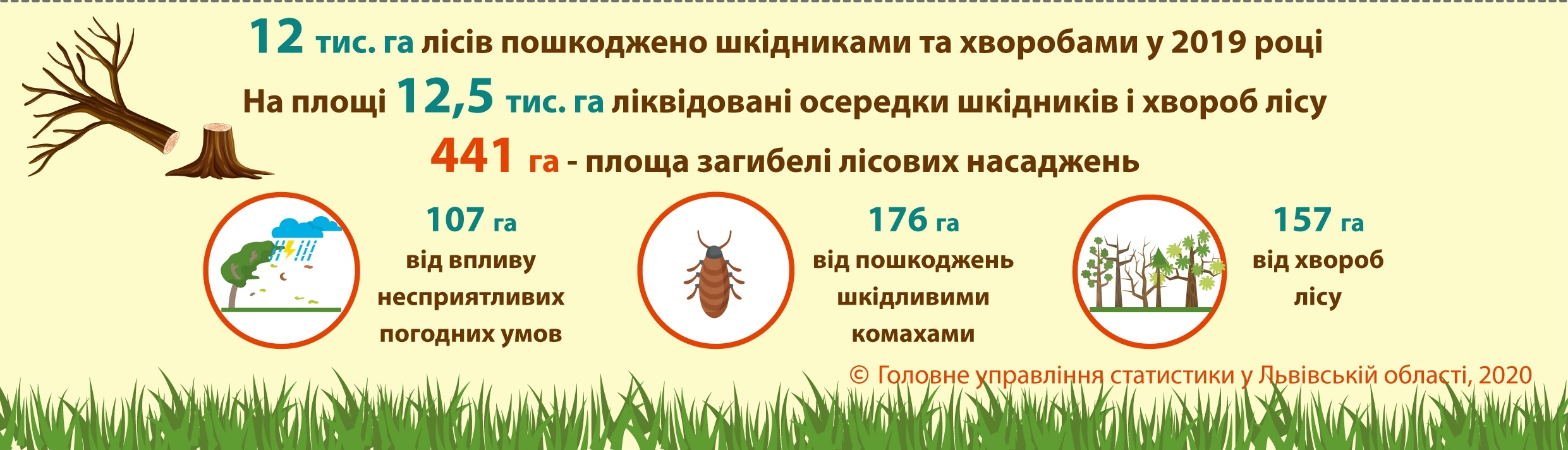 Знайшли винних: на Львівщині комахи перетрощили 176 гектарів лісу.