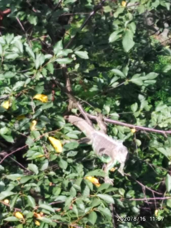 Шукають власників: на дереві у Львові помітили ігуану. Фото: Олена Ветер. 