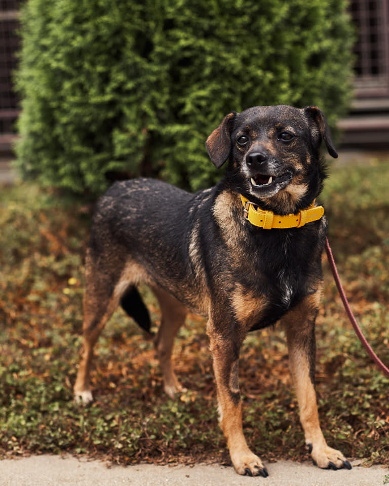 У добрі руки: найменший безпритульний собачка Львова шукає турботливих господарів. Фото: ЛКП "Лев". 