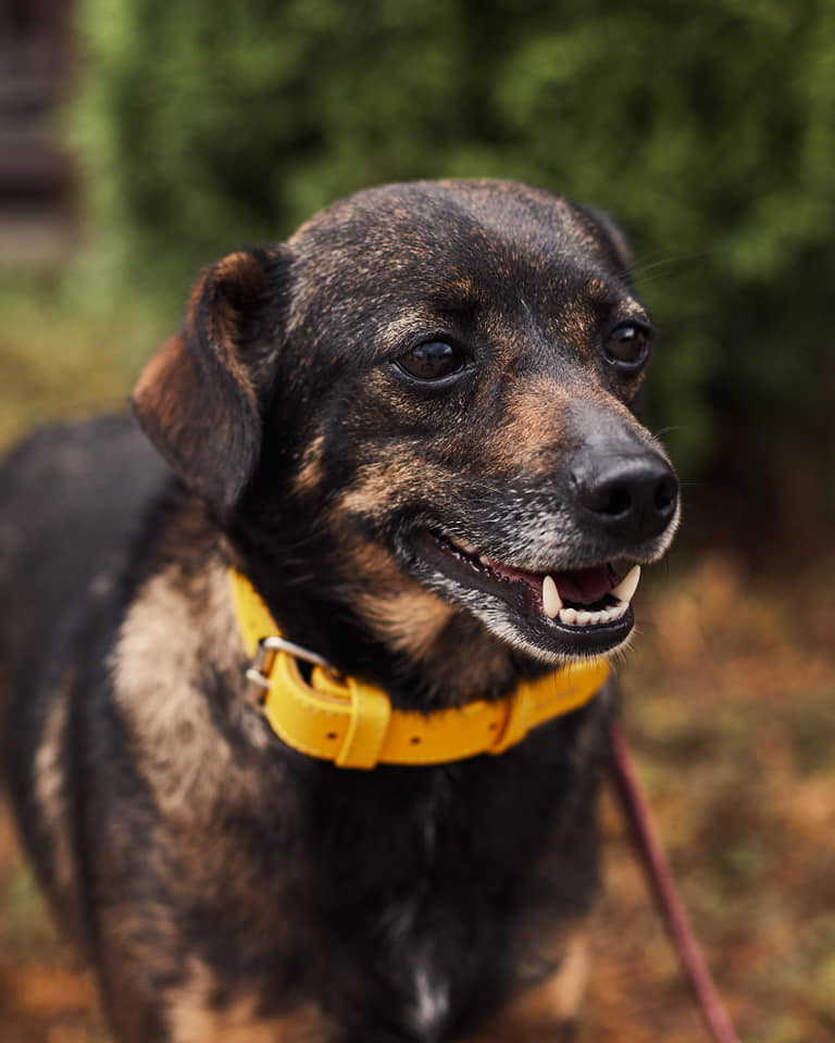 У добрі руки: найменший безпритульний собачка Львова шукає турботливих господарів. Фото: ЛКП "Лев". 