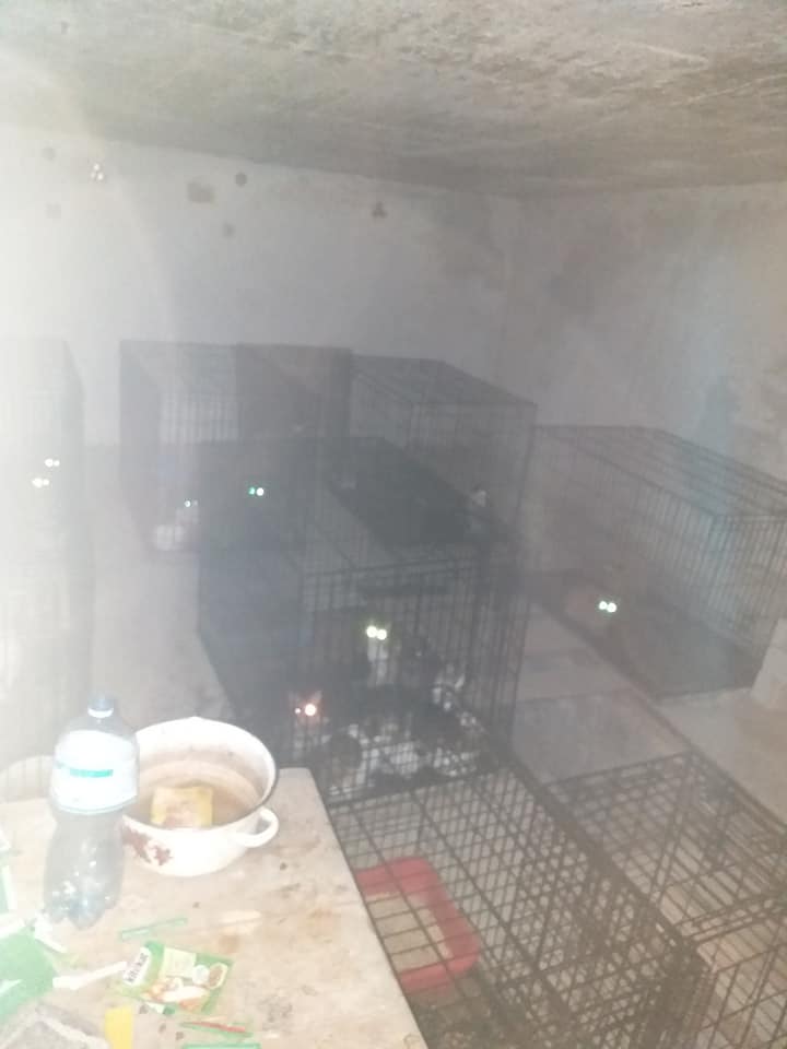 Вивіз у невідомому напрямку: поліція розшукує чоловіка з пів сотнею котів. Скріншот із відео зі стебницького гаража з котами. 