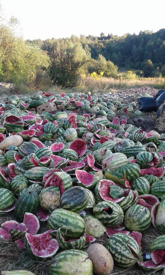 На околиці Львова виявили звалище кавунів. Фото: Ольга Паламаренко.