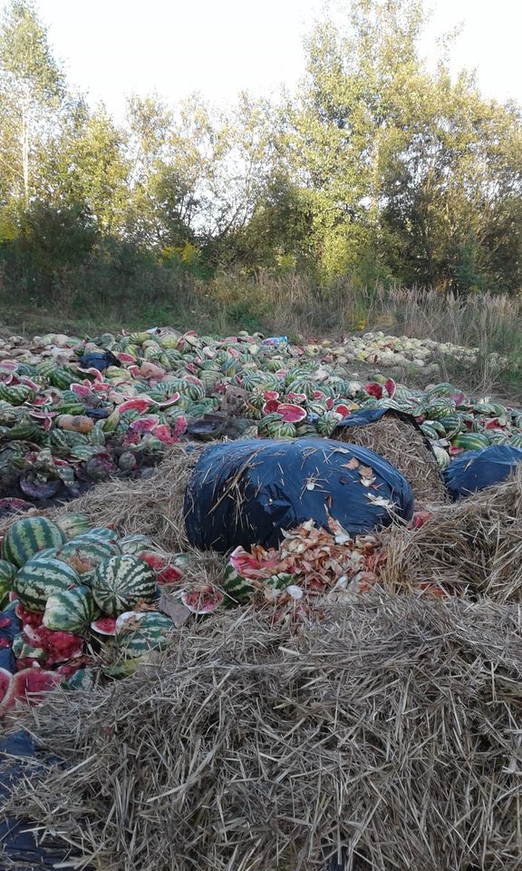 На околиці Львова виявили звалище кавунів. Фото: Ольга Паламаренко.