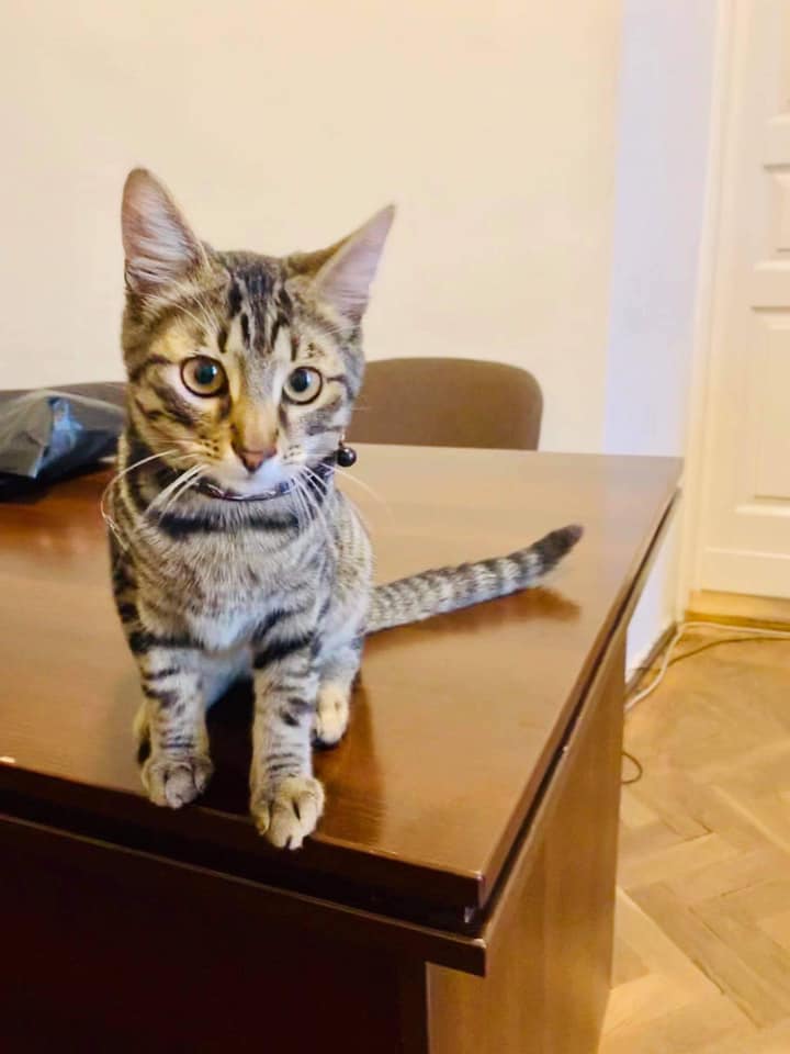 Прийшов на прийом: Львівська мерія шукає власників кота. Фото: Євген Бойко.