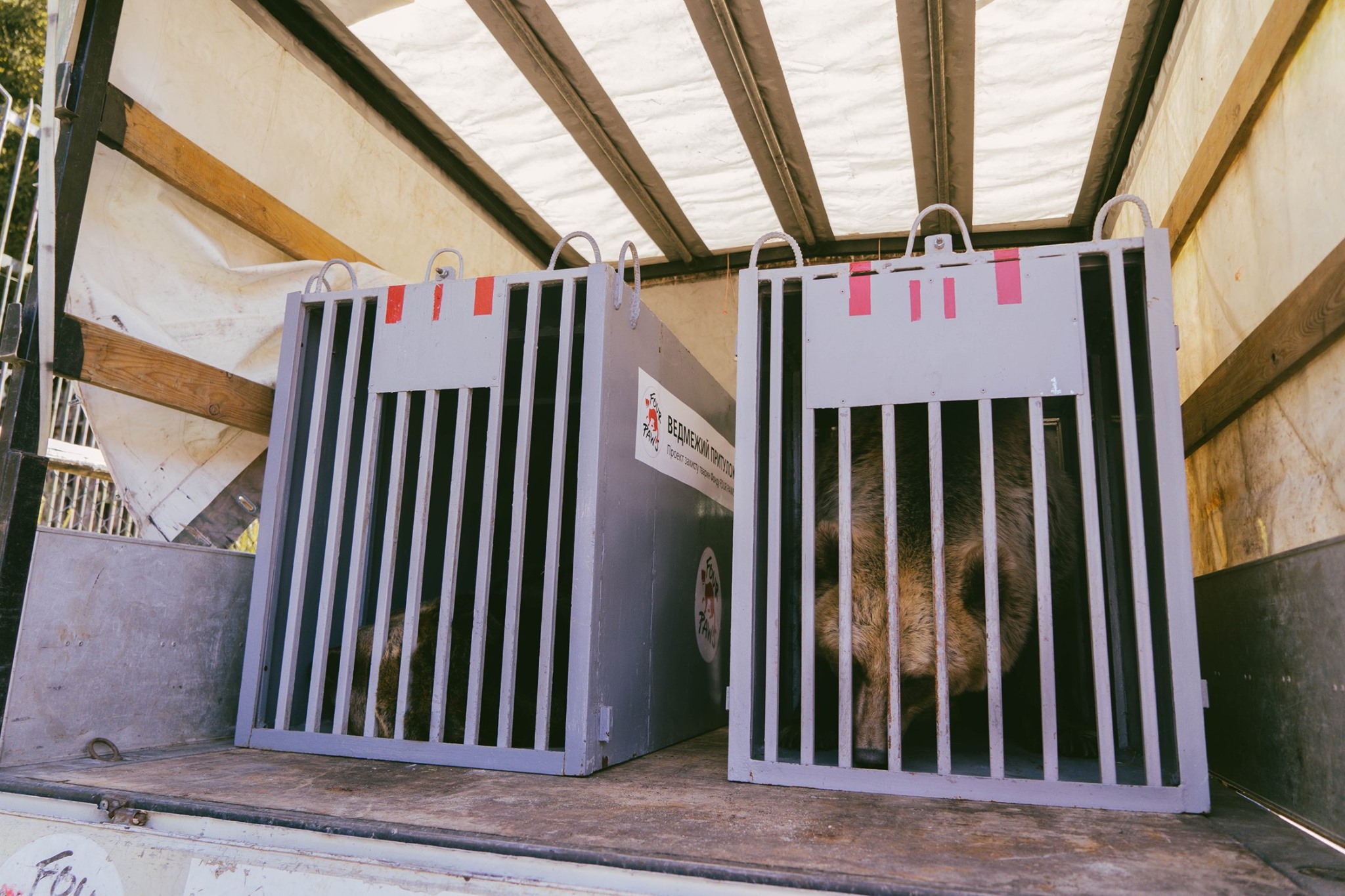 У ведмежому притулку «Домажир» на Львівщині оселилися Лео та Меланка з президентської резиденції «Синьогора». Фото: Домажир.