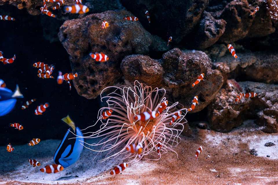 Фото: Океанаріум Львів/Фейсбук