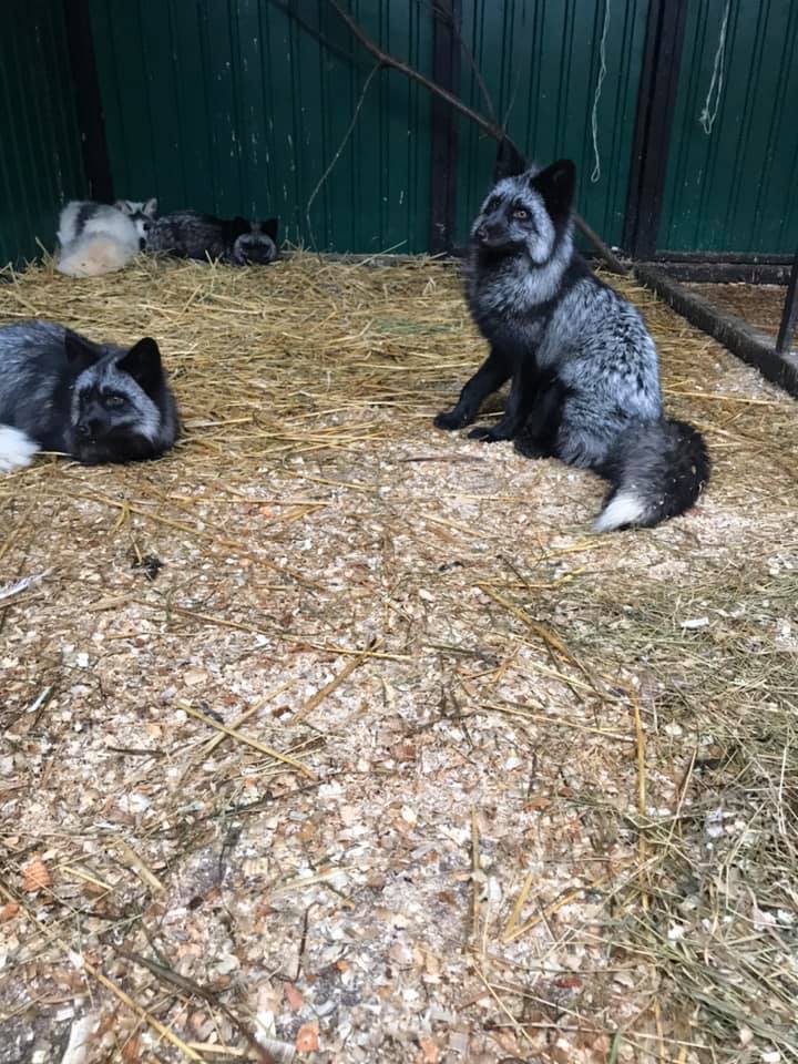 З Домівки врятованих тварин у Львові втекла чорнобурка