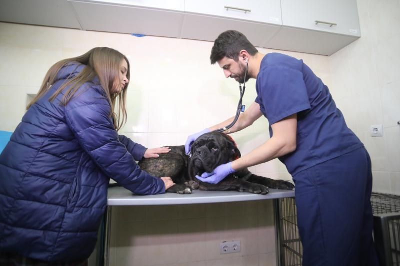 Перший у Західній Україні банк крові для тварин відкрили у Львові у березні 2019 року. Фото: ЛКП "Лев"