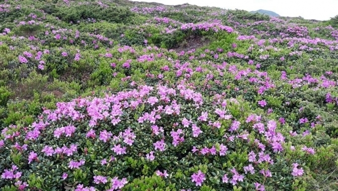 У Карпатах заквітла червона рута. Фото: Укрінформ. 