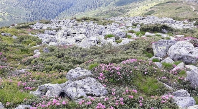 У Карпатах заквітла червона рута. Фото: Укрінформ. 