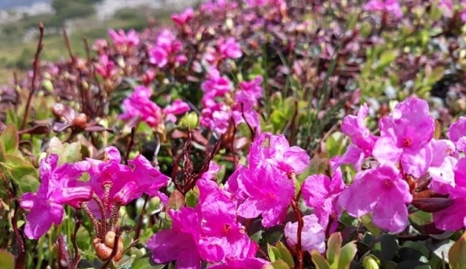 У Карпатах заквітла червона рута. Фото: Укрінформ. 