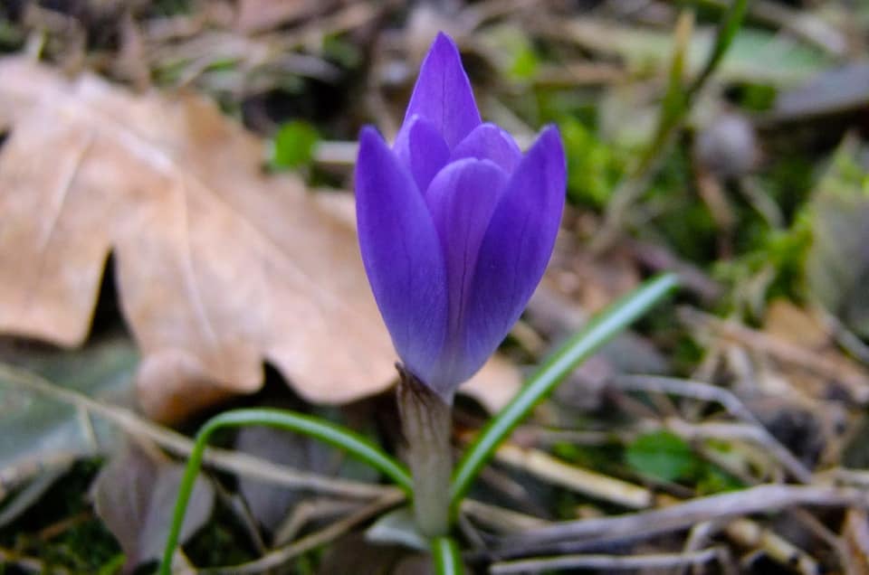 Крокус. Фото: Ботанічний сад ЛНУ ім. І.Франка