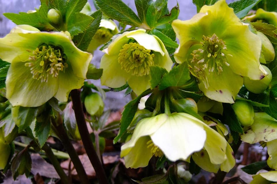 Морозник. Фото: Ботанічний сад ЛНУ ім. І.Франка