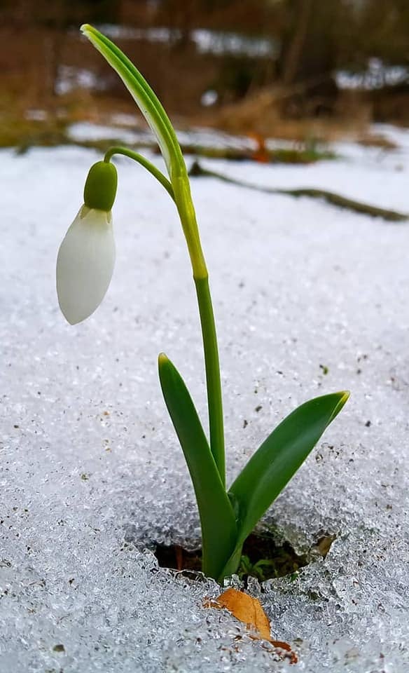 Підсніжник. Фото: Ботанічний сад ЛНУ ім. І.Франка
