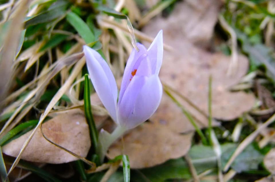 Крокус. Фото: Ботанічний сад ЛНУ ім. І.Франка