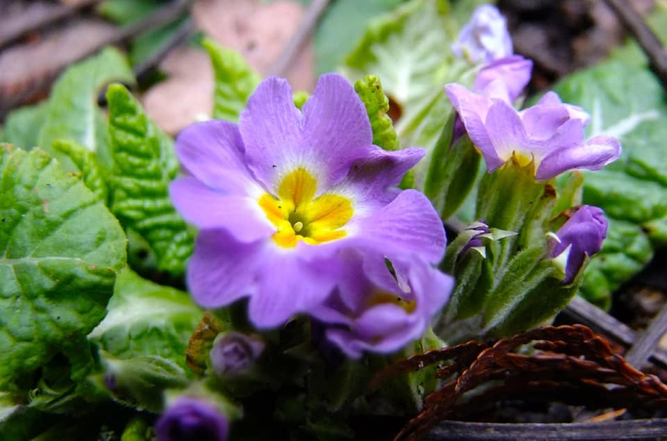 Примула. Фото: Ботанічний сад ЛНУ ім. І.Франка