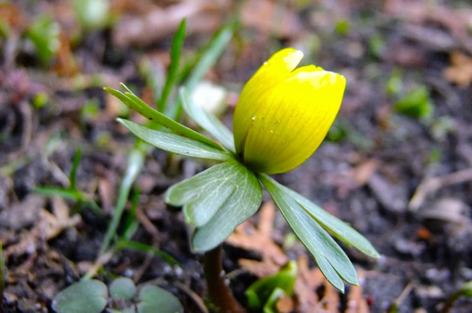 Весенники. Фото: Ботанічний сад ЛНУ ім. І.Франка