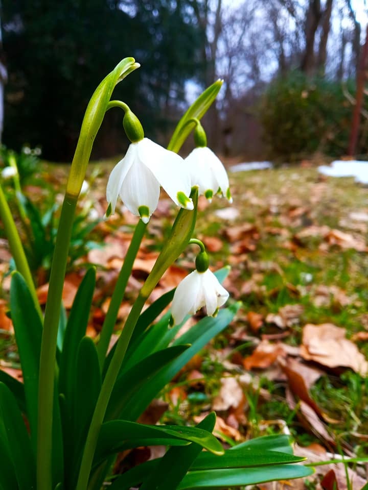 Білоцвіт. Фото: Ботанічний сад ЛНУ ім. І.Франка