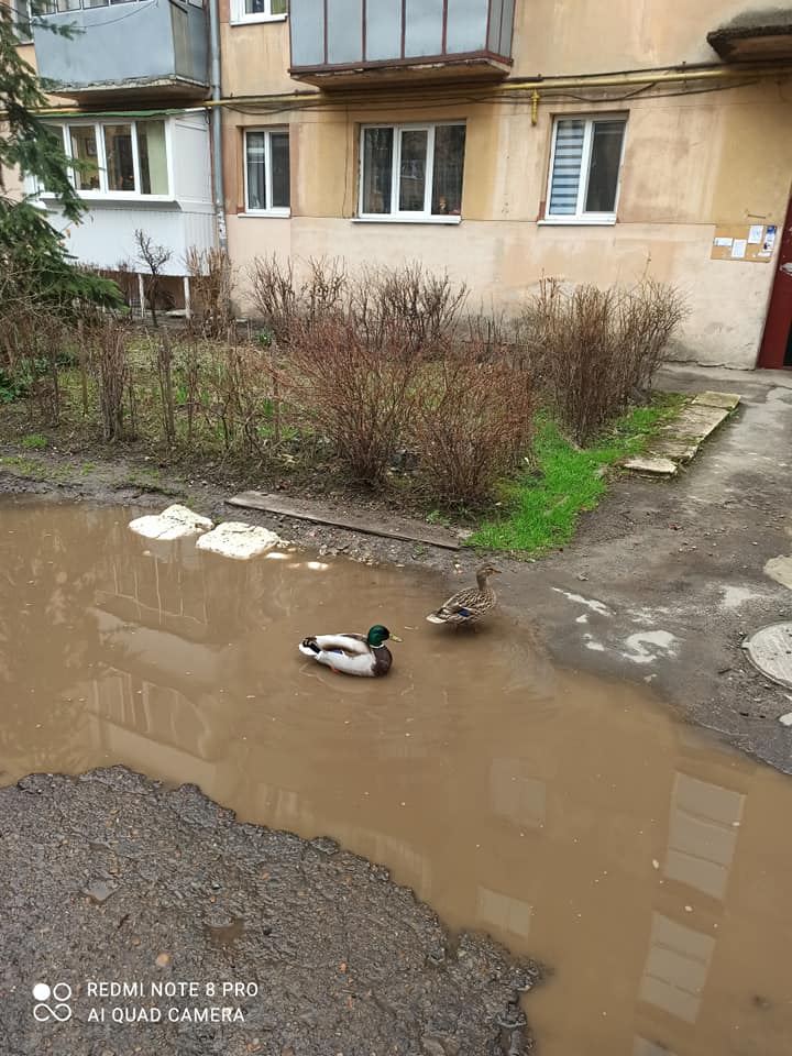 Урбанізація: у калюжі між багатоповерхівками у Львові оселилися дикі качки. Фото: Olga Dmytriv