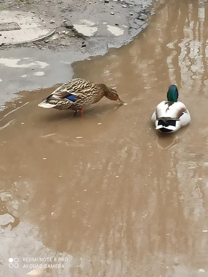 Урбанізація: у калюжі між багатоповерхівками у Львові оселилися дикі качки. Фото: Olga Dmytriv