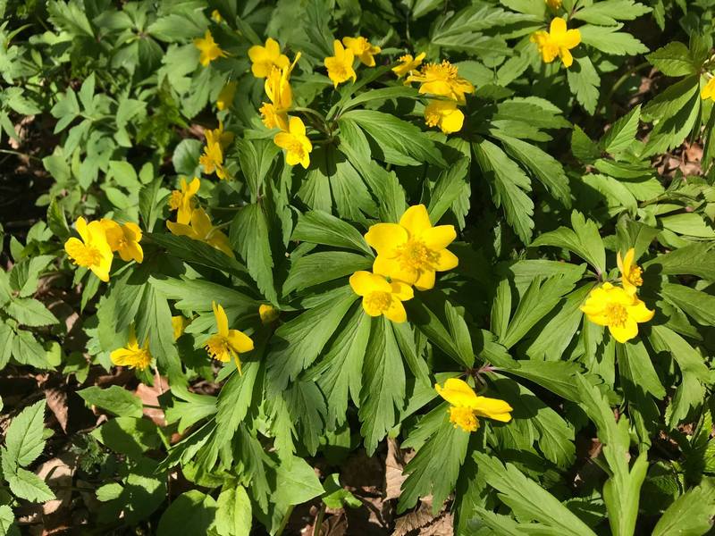 Анемона жовтецева.