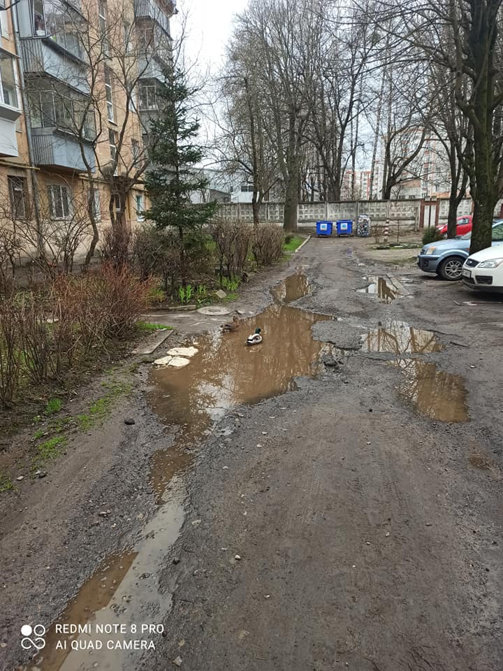 Урбанізація: у калюжі між багатоповерхівками у Львові оселилися дикі качки. Фото: Olga Dmytriv