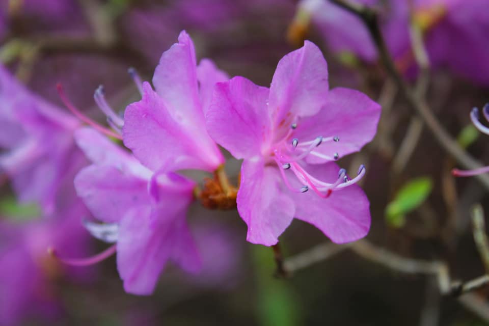 У  львівському ботсаду заквітли рододендрони. Фото: Ботанічний сад ЛНУ імені Івана Франка.