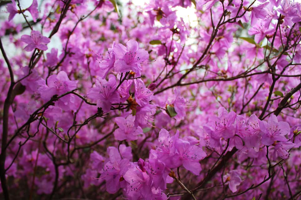У  львівському ботсаду заквітли рододендрони. Фото: Ботанічний сад ЛНУ імені Івана Франка.