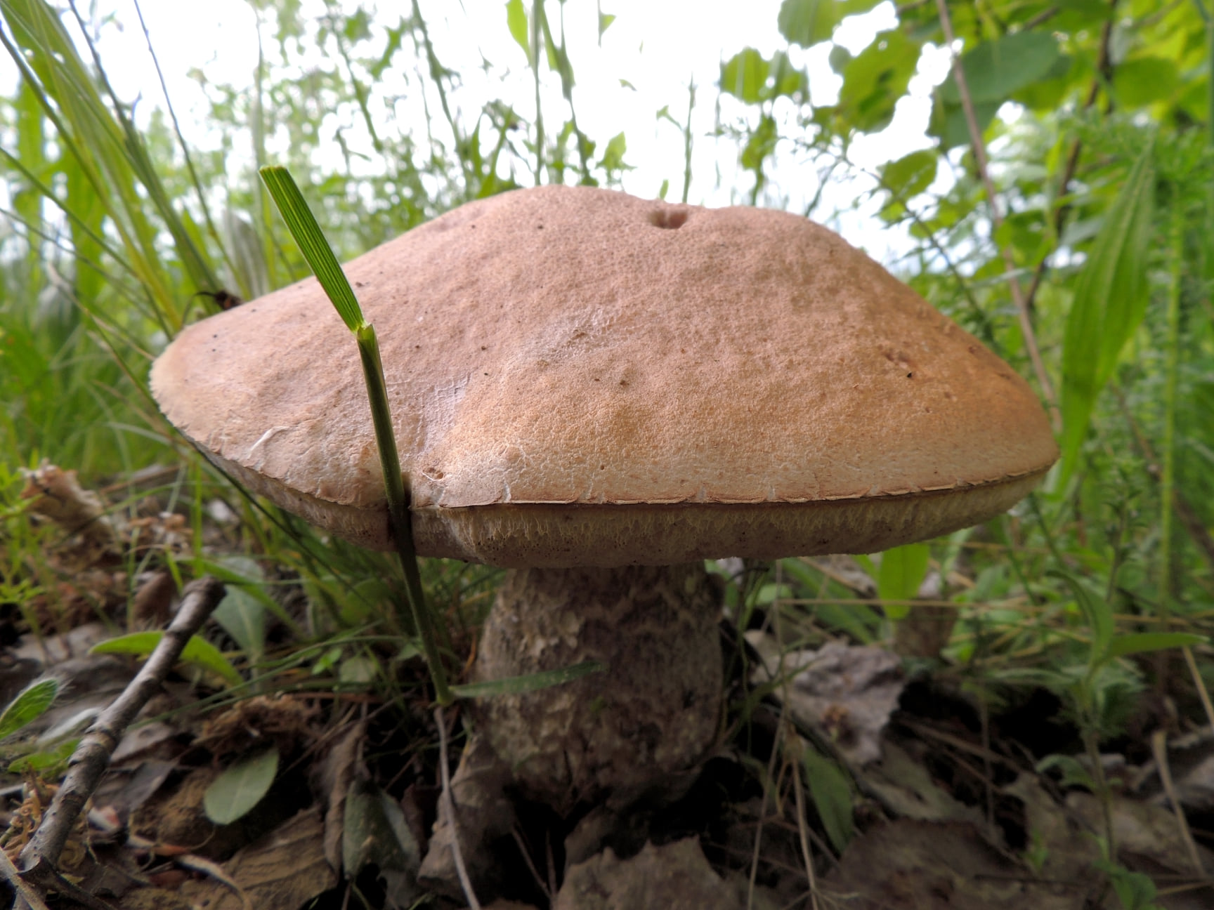 У лісах Львівщини почали з'являтися гриби. Фото: Іван Березовський