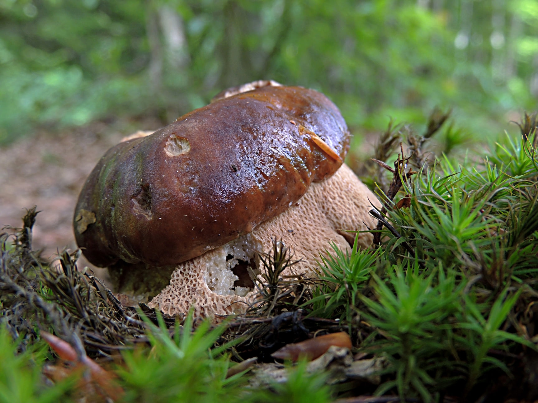 У лісах Львівської області почали з'являтися білі гриби. Фото: Іван Березовський