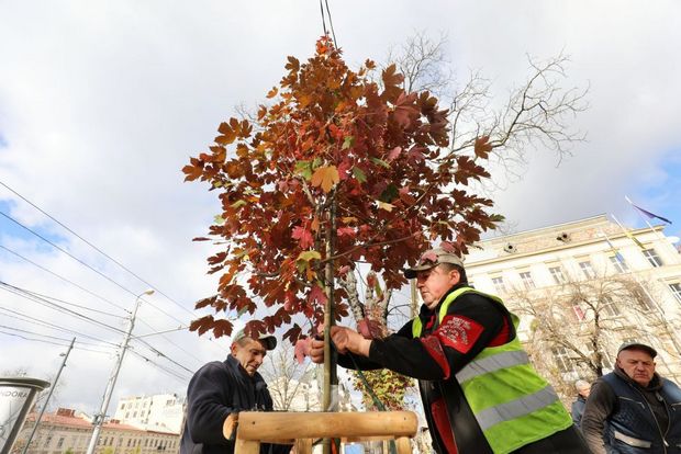 На проспекті Свободи у Львові висадили клени-явори.